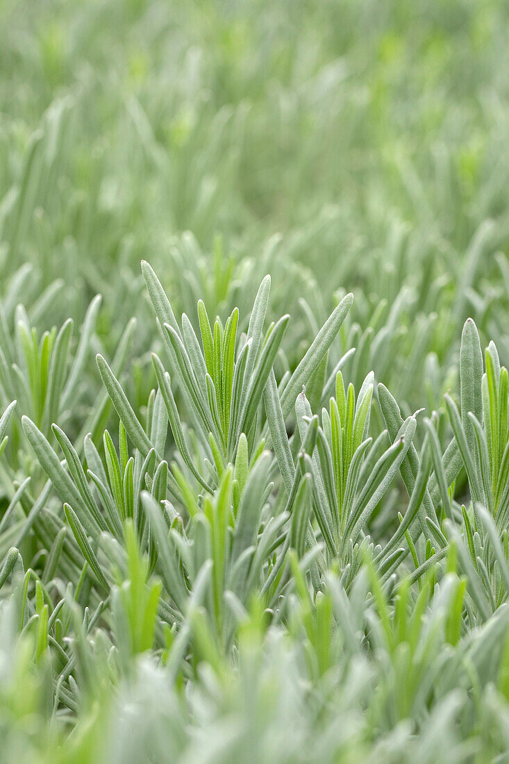 Lavandula x intermedia 'Grappenhall'