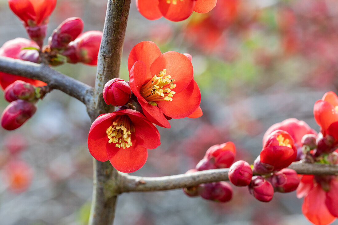 Chaenomeles japonica 