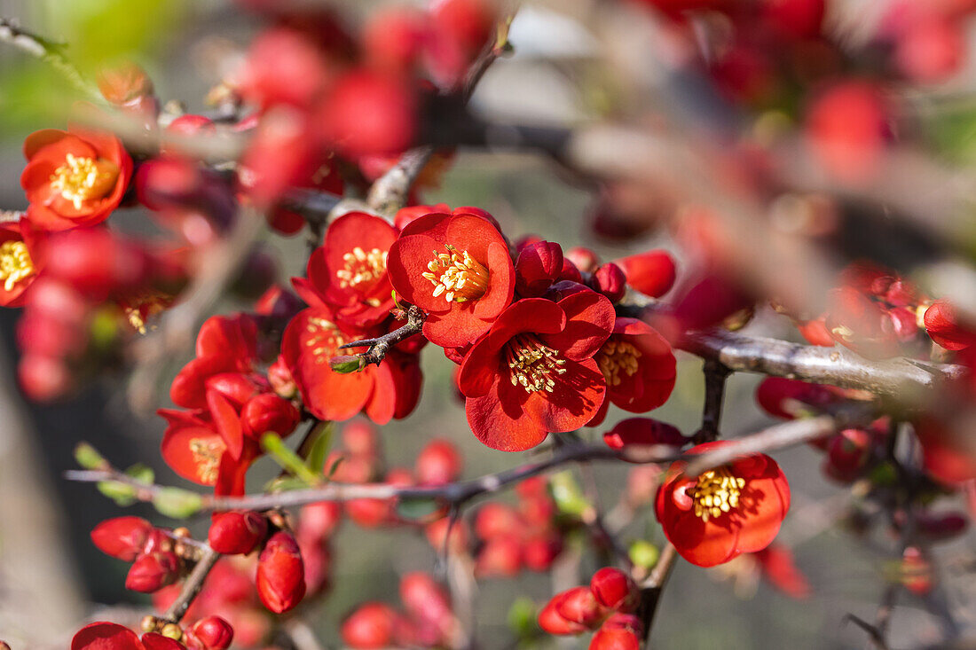 Chaenomeles japonica 