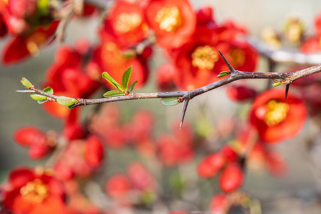 Chaenomeles japonica 