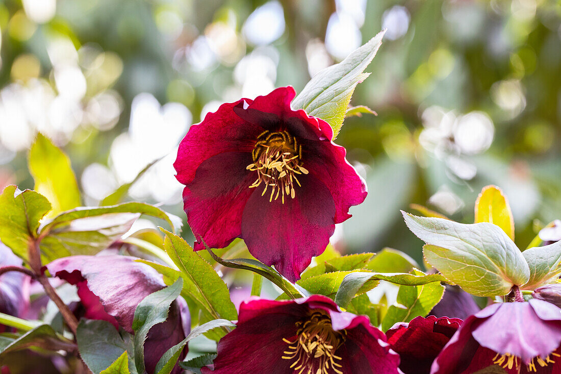 Helleborus hybride 'Spring Promise Roxanne'