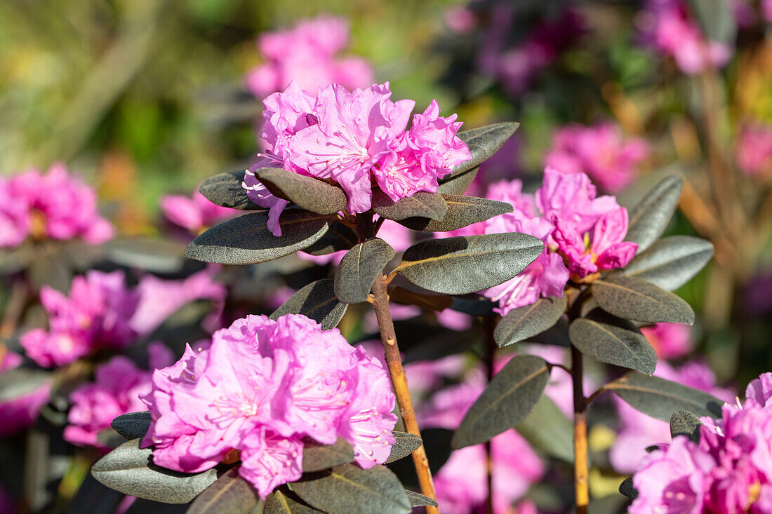 Rhododendron 'PJM Compacta'