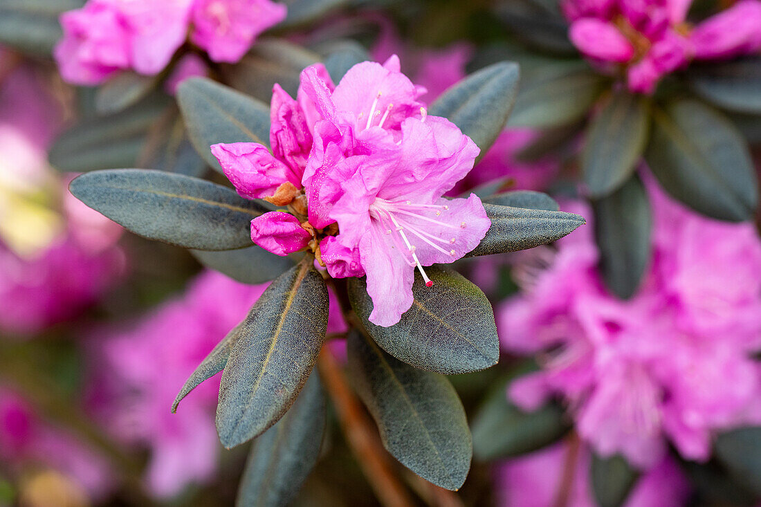 Rhododendron 'PJM Compacta'