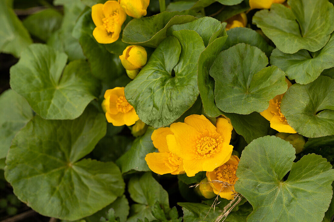 Caltha palustris