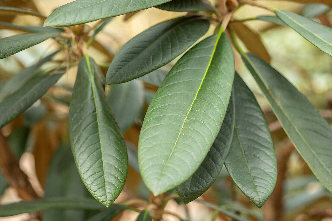 Rhododendron smirnowii 'Silberpfeil'