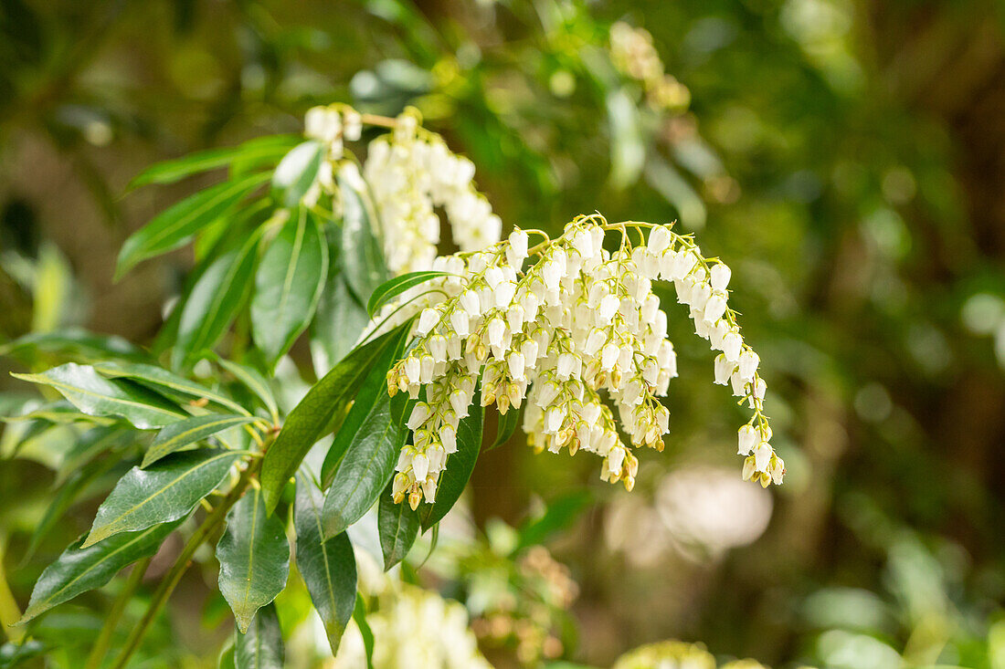 Pieris japonica