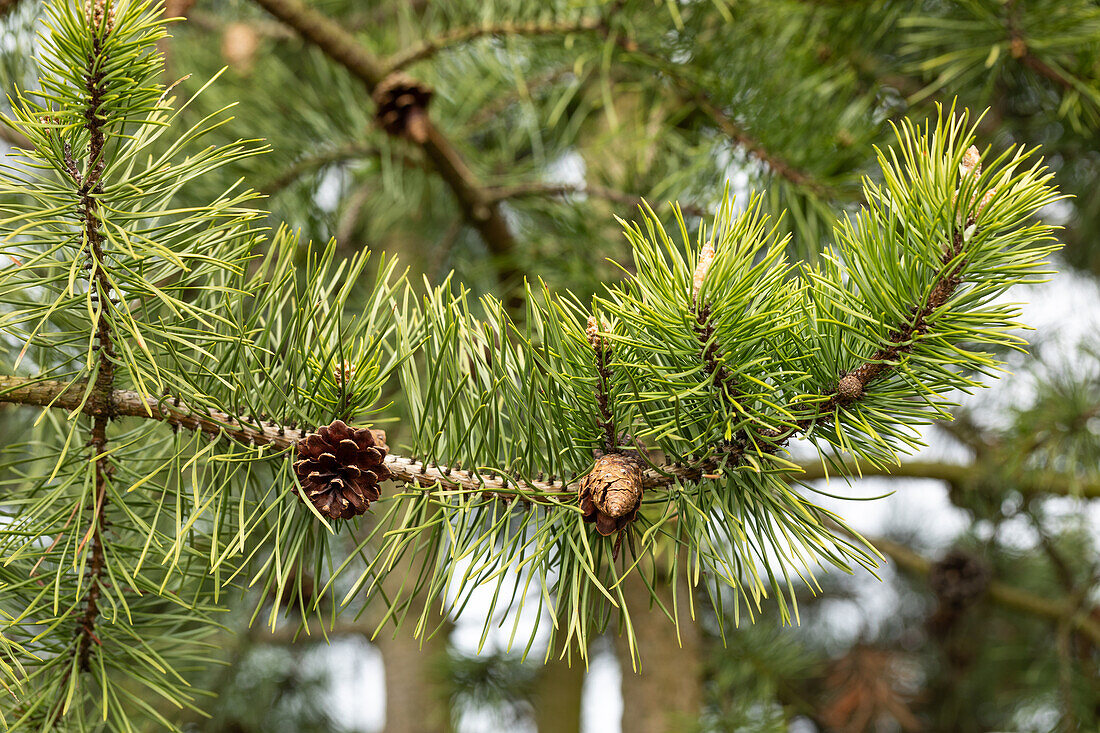 Pinus banksiana