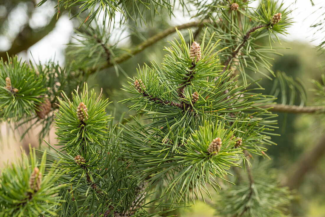 Pinus banksiana