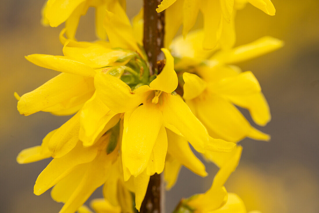 Forsythia x intermedia