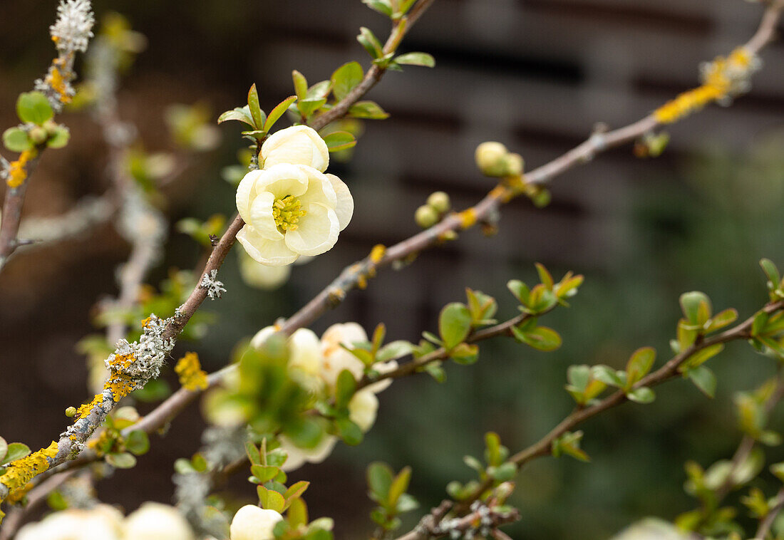 Chaenomeles x superba 'Jet Trail'