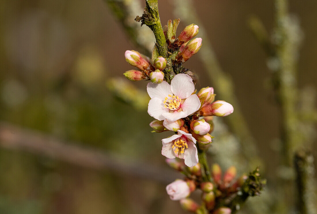 Prunus tomentosa 'Orient'