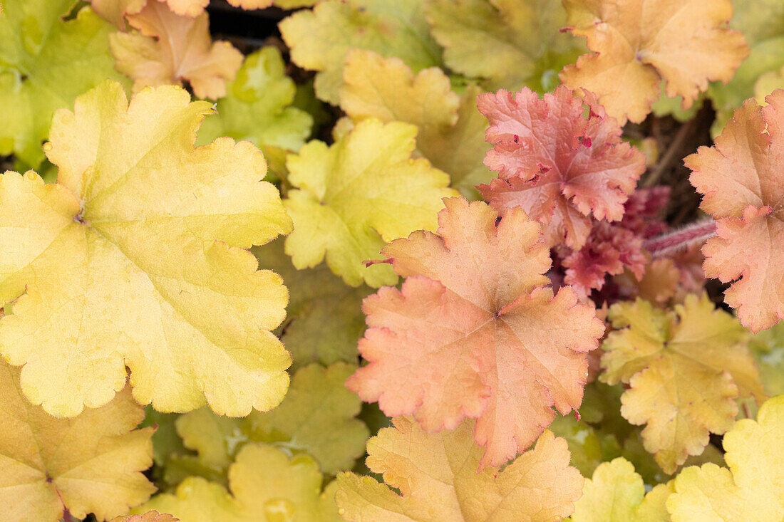 Heuchera 'Marmalade'(s)