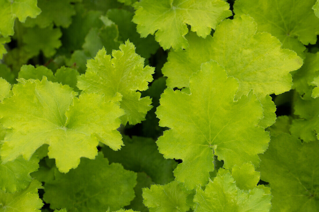 Heuchera 'Rex Lime'(s)