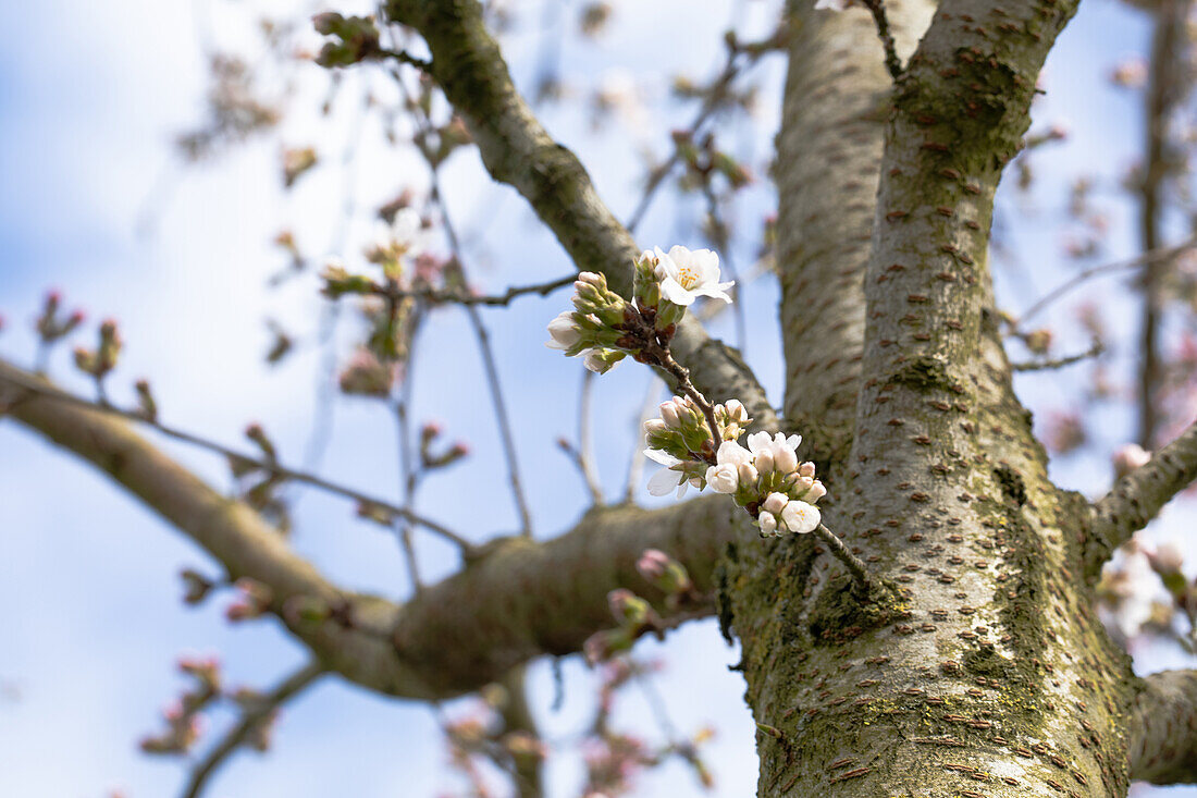 Prunus x yedoensis