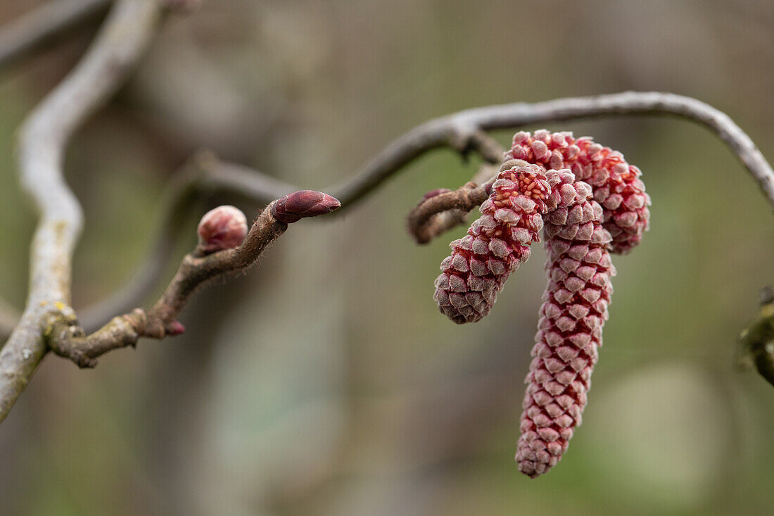 Corylus avellana 'Red Majestic'