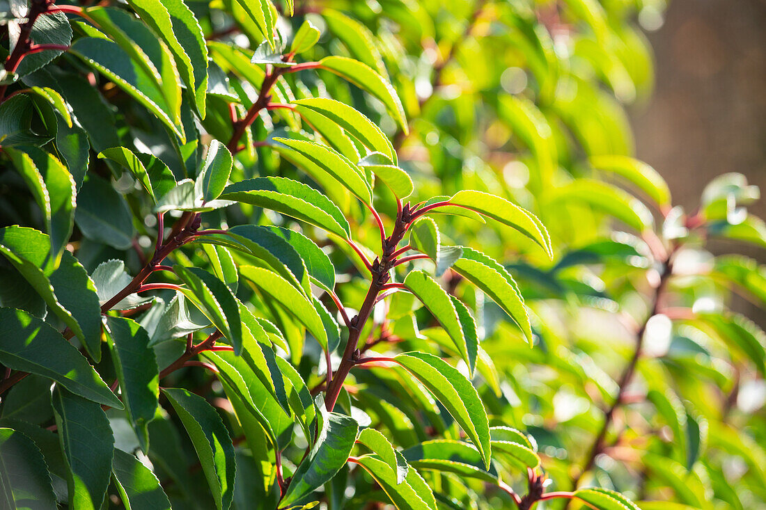 Prunus lusitanica