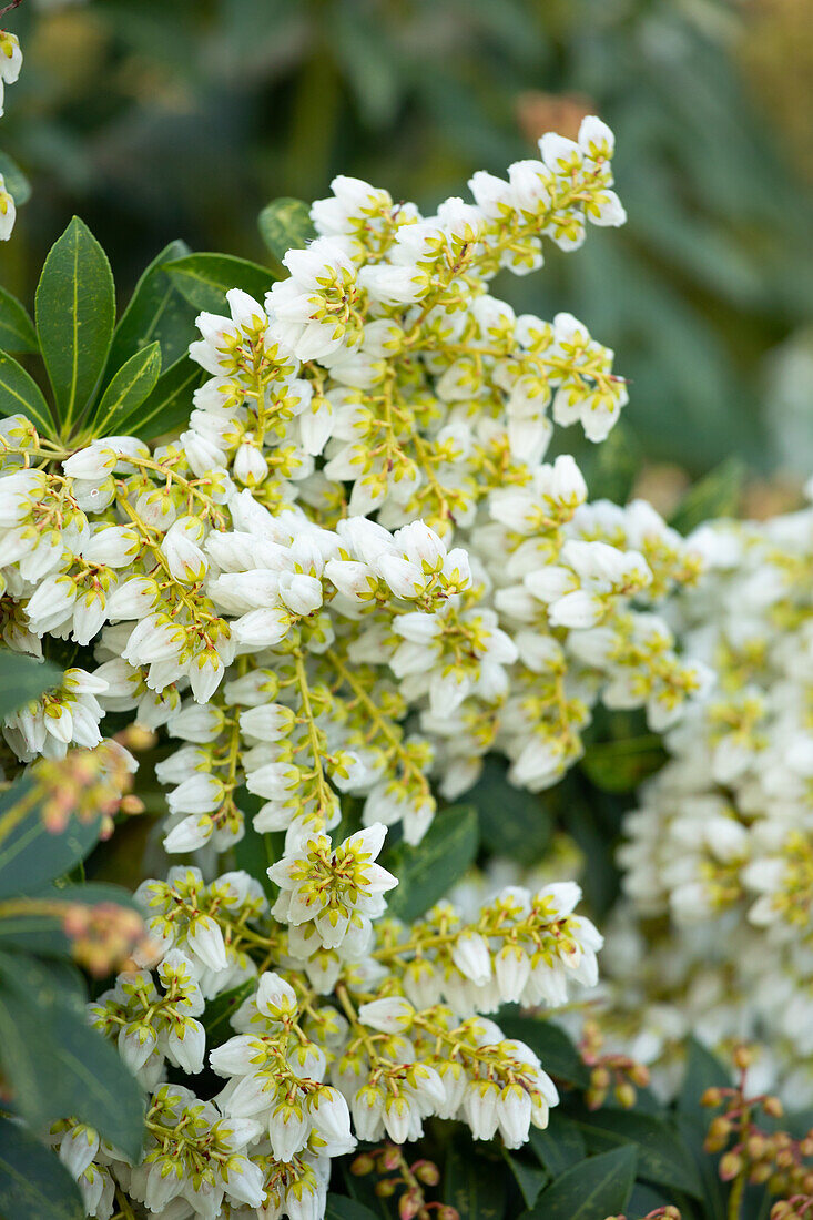 Pieris japonica