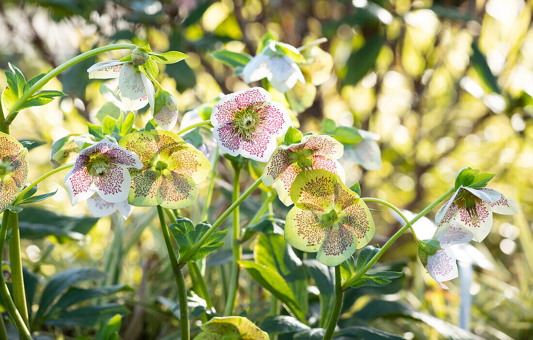 Helleborus hybride 'Spring Promise Conny'