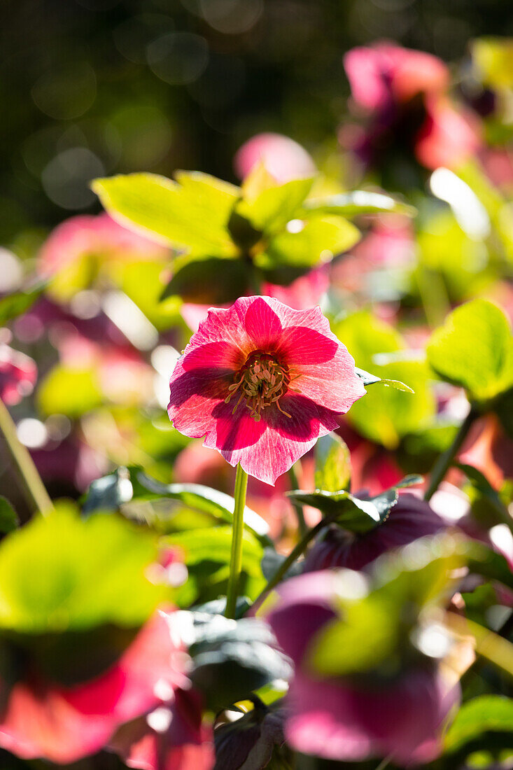 Helleborus Hybride ,Spring Promise Bridget'