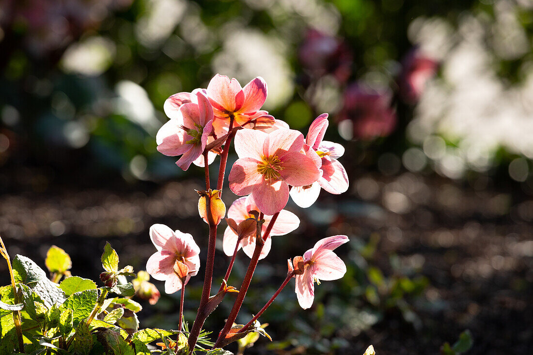 Helleborus Hybride 'HGC® Pink Frost'