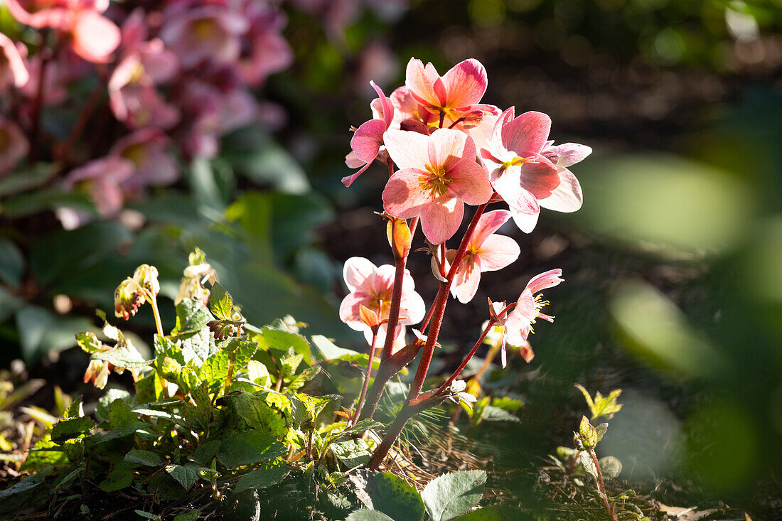 Helleborus Hybride 'HGC® Pink Frost'