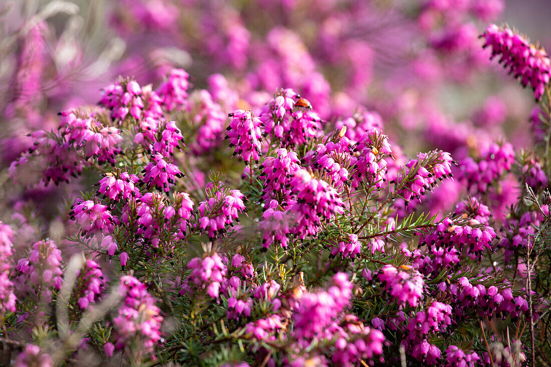 Erica carnea 'Thomas Kingscote'