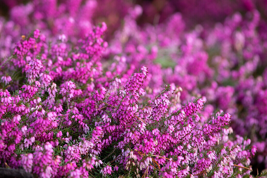 Erica carnea 'Rosalie'