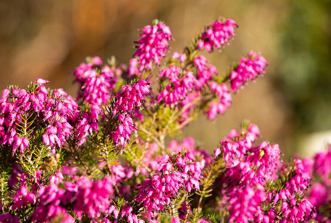 Erica carnea 'Lohses Rubinfeuer'