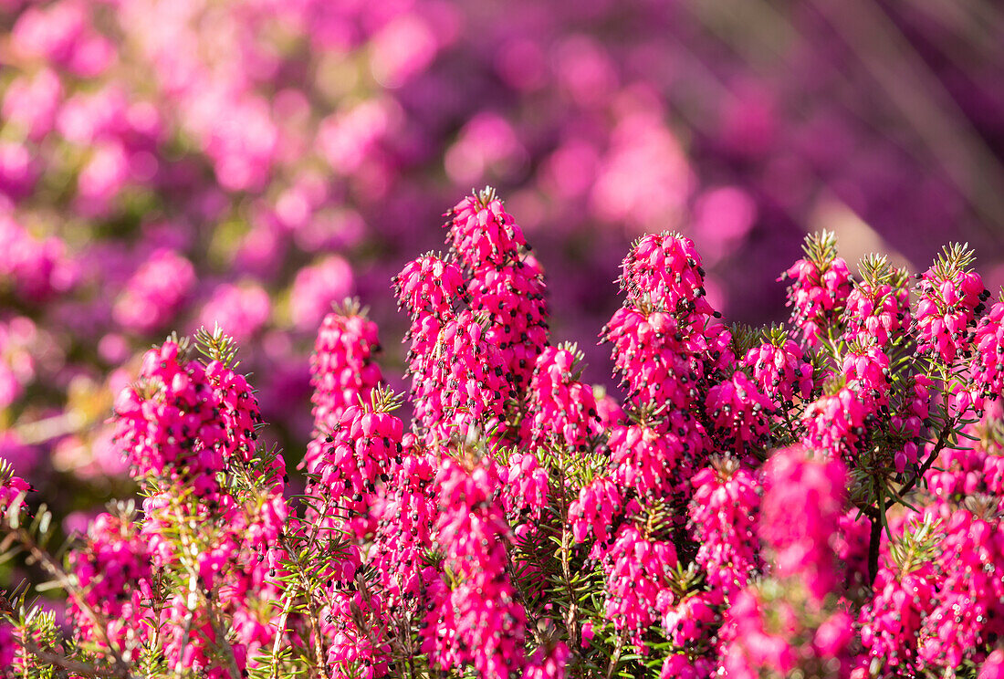 Erica carnea 'Cornelia'