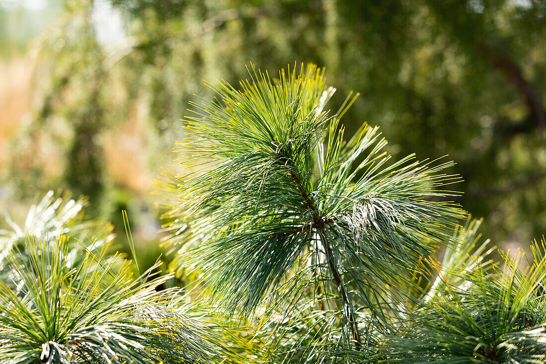 Pinus wallichiana 'Nana'