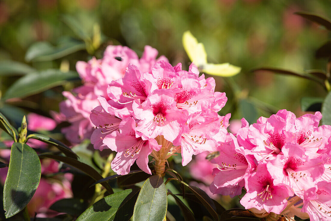 Rhododendron 'Handsworth Scarlet'