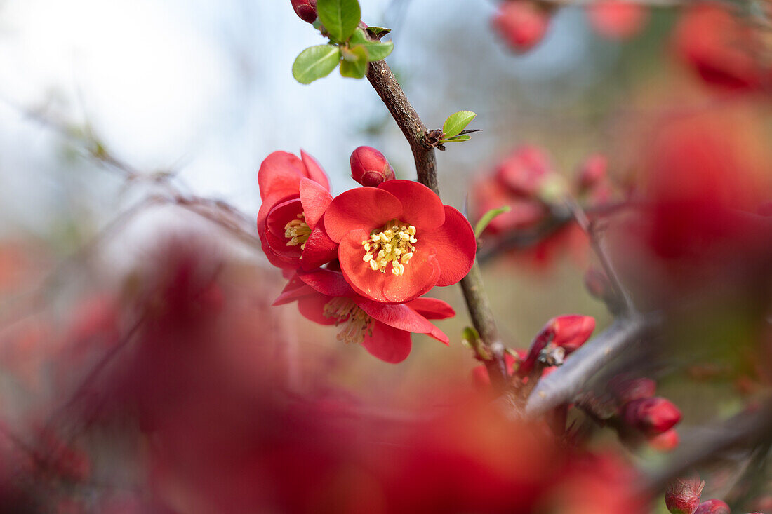 Chaenomeles japonica