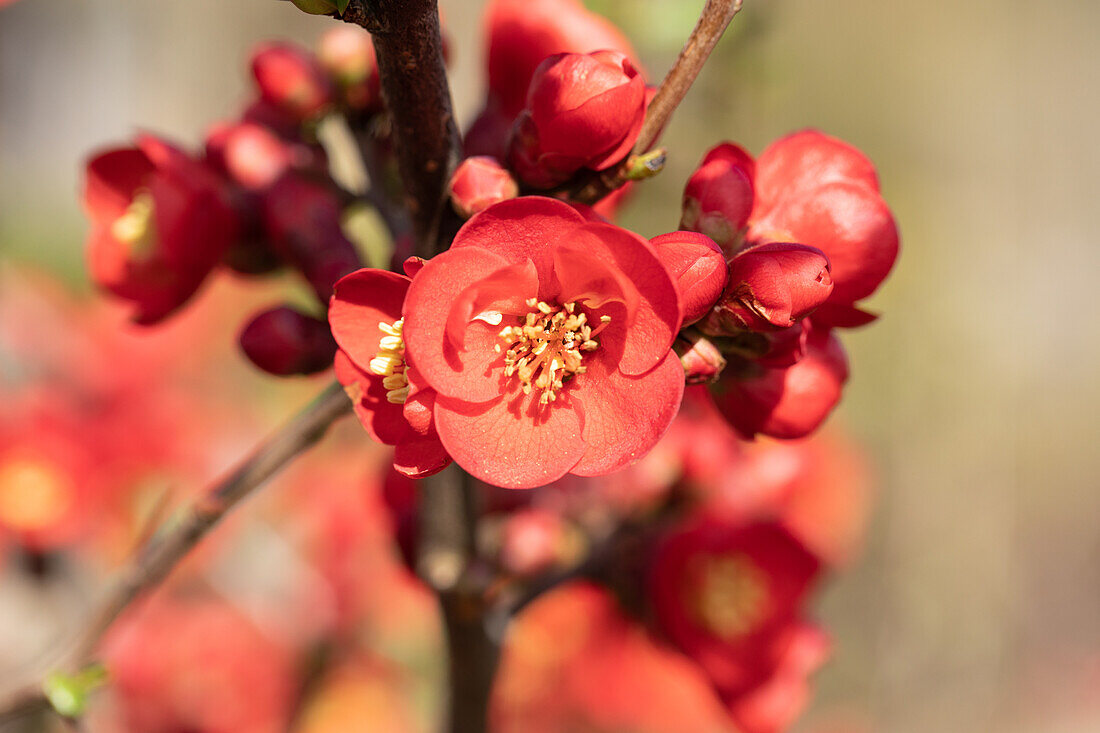 Chaenomeles japonica