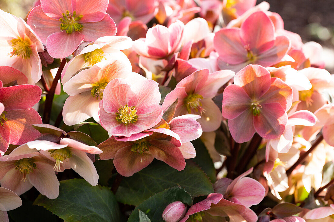 Helleborus Hybride 'HGC® Pink Frost'