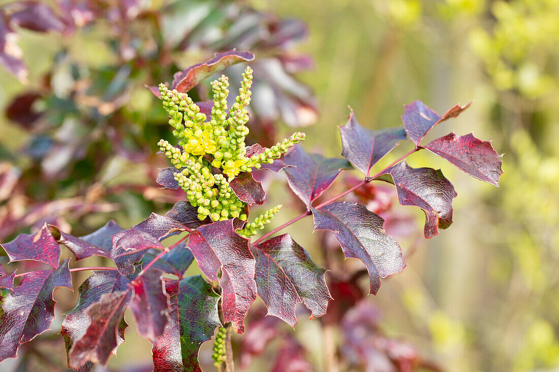 Mahonia aquifolium 'Atropurpurea'