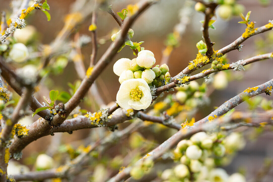 Chaenomeles x superba 'Jet Trail'