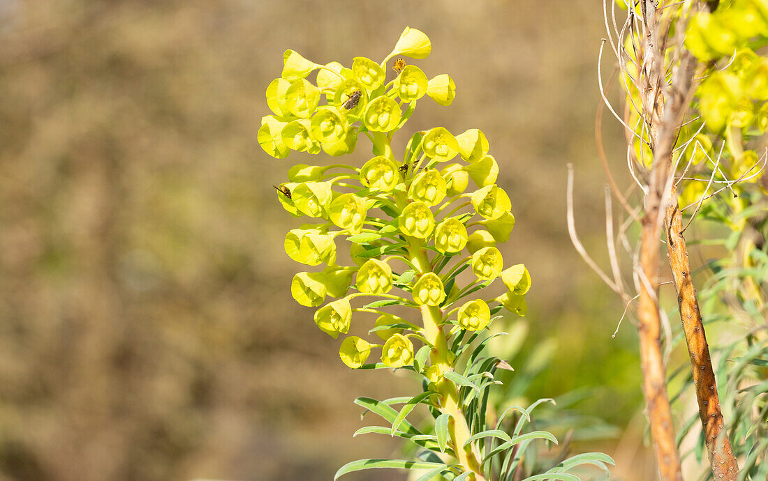 Euphorbia characias var. wulfenii