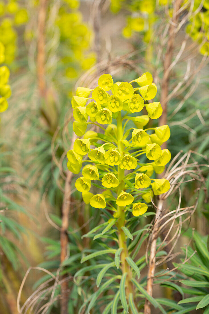 Euphorbia characias var. wulfenii