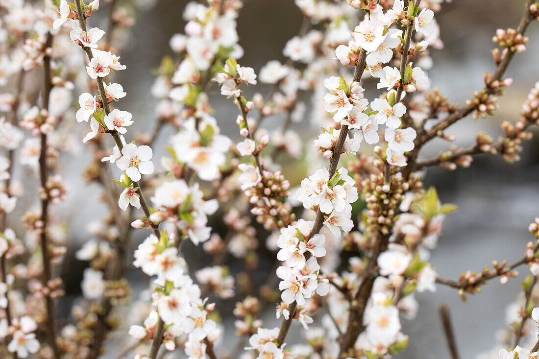 Prunus incisa