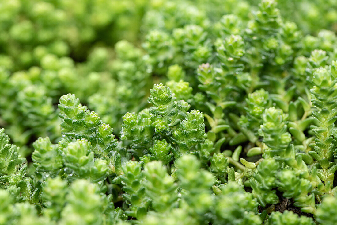 Sedum acre