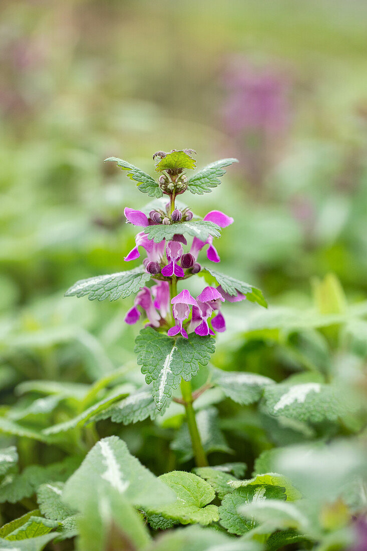 Lamium maculatum 'Chequers'