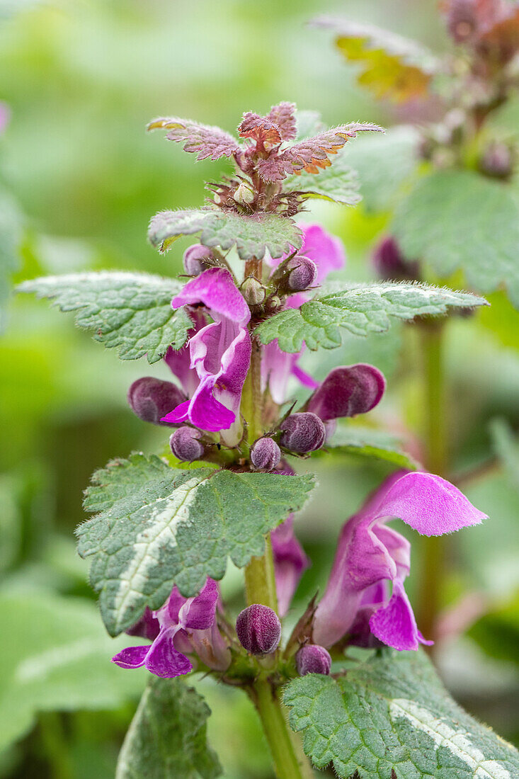 Lamium maculatum 'Chequers'