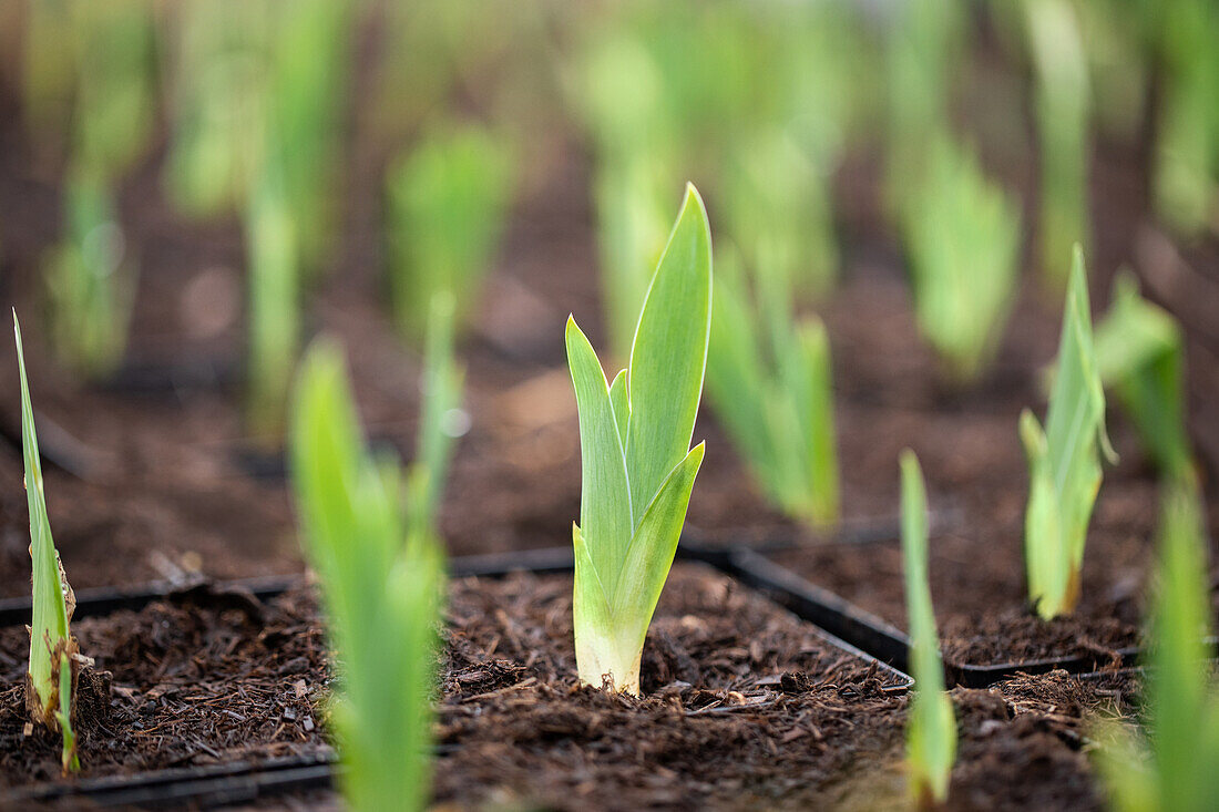 Iris barbata-nana 'Little Shadow'