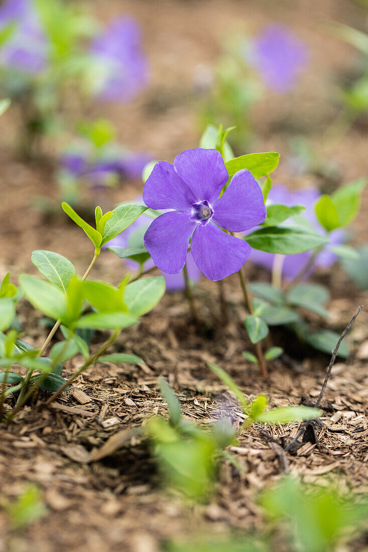 Vinca minor 'Bowles'