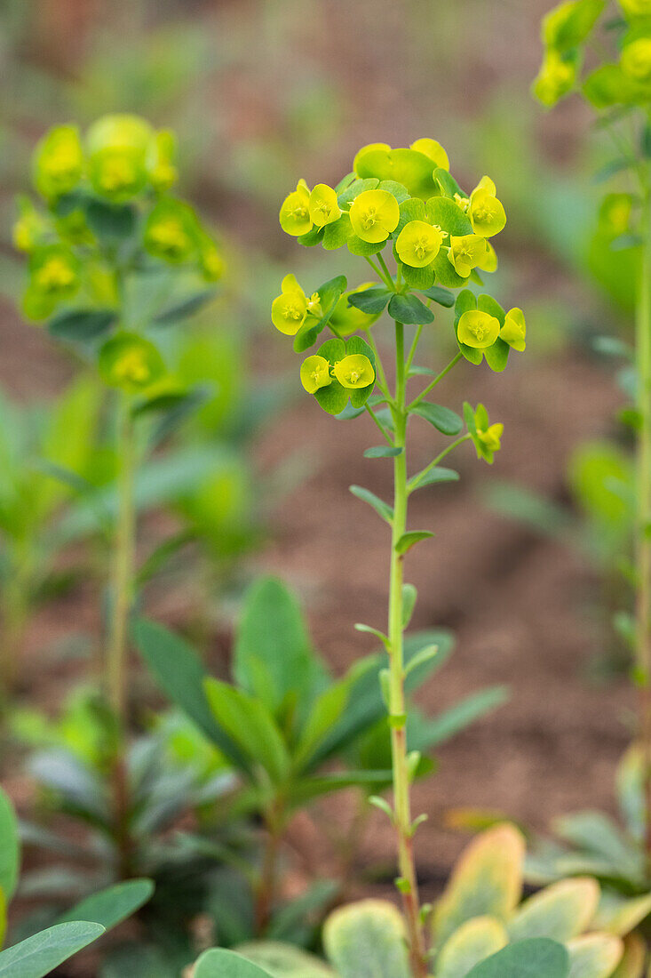 Euphorbia amygdaloides var. robbiae