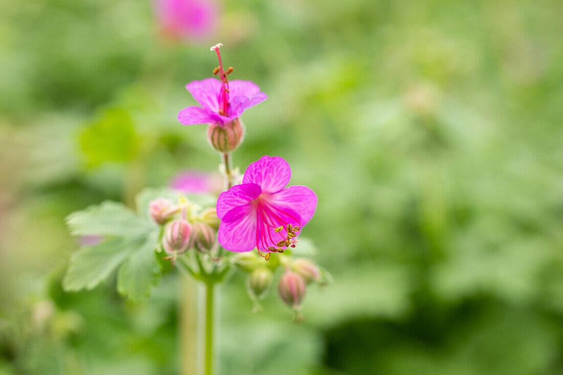 Geranium macrorrhizum