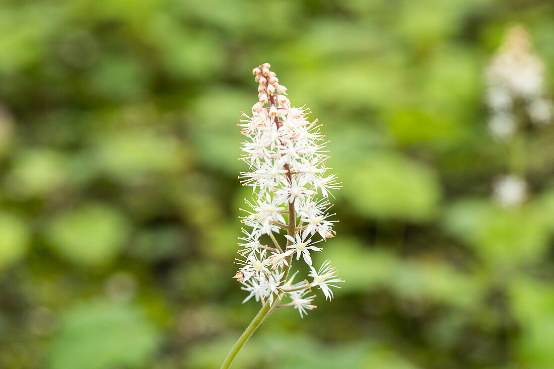 Tiarella cordifolia