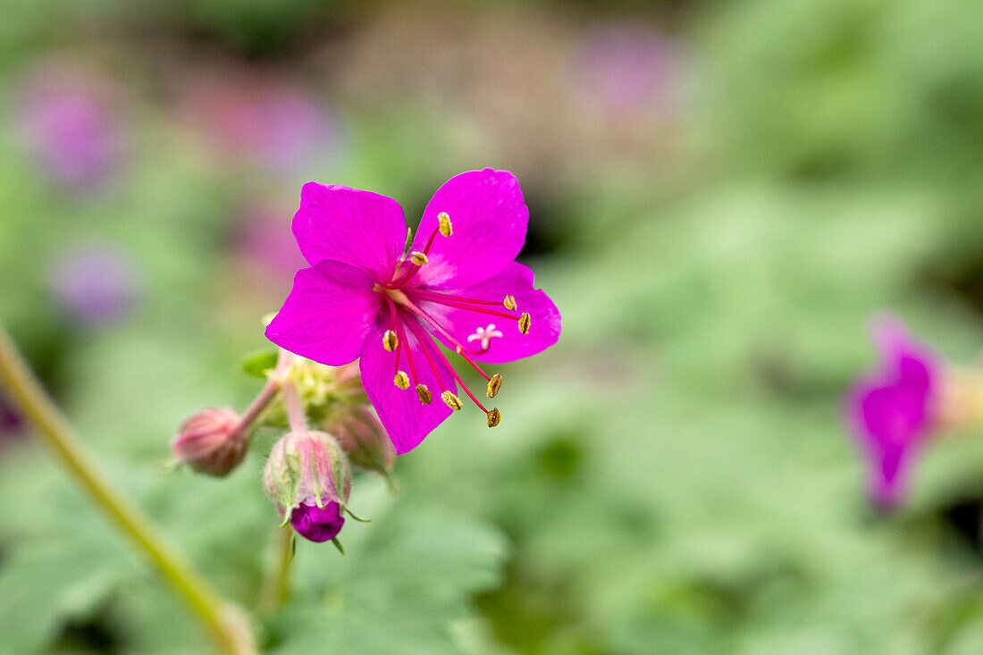 Geranium macrorrhizum 'Czakor'