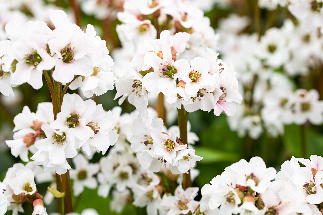 Bergenia cordifolia 'Schneekristall'