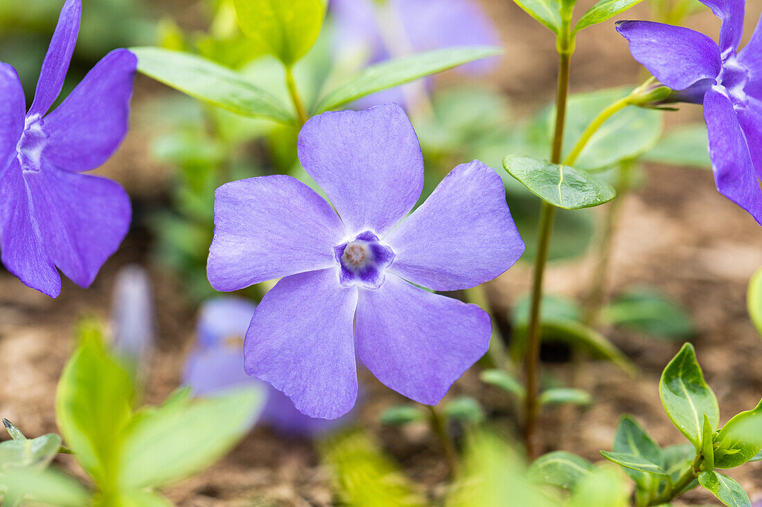 Vinca minor 'Bowles'